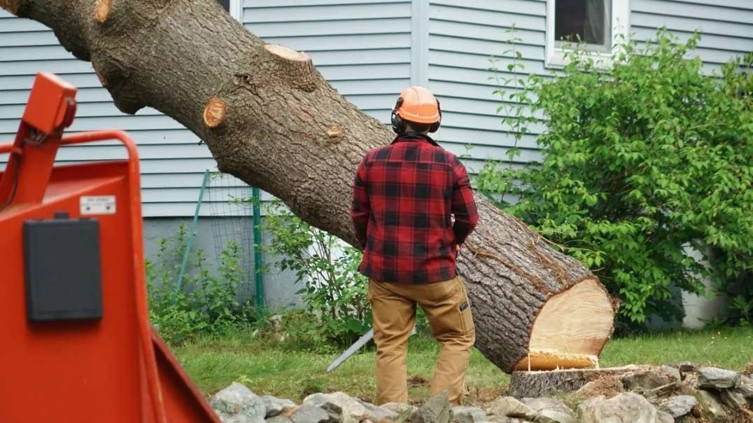 Timber Cuts Tree Service : Tree Cutting Services in Kaysville, UT | (801) 335-9650